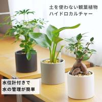 タノシミドリ Yahoo!店 - Yahoo!ショッピング