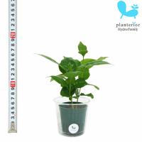 観葉植物 ハイドロカルチャー 苗 ポリシャス フィリシフォリア タイワンモミジ ｍサイズ 6パイ 2寸 Pghe M06 146 タノシミドリ Yahoo 店 通販 Yahoo ショッピング