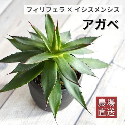 アガベ『モンタナ』コレクション選抜株・パーフェクトな姿のモンタナ アガベ モンタナのおすすめ人気商品一覧 通販 - Yahoo!ショッピング