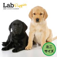 【輸入版】2024年 子犬のラブラドール・レトリバー ミニ カレンダー / ブラウントラウト  (Lab Puppies  Calendar) | カレンダーのトーダン Yahoo!店