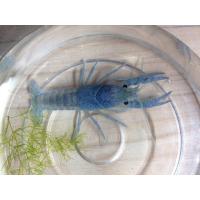 ニホンザリガニ 1ペア サイズ 6cm前後 生体 Sc 100 Zari Nihonpea2 アクアペットサービス ヤフー店 通販 Yahoo ショッピング