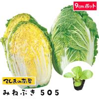 てしまの苗　ハクサイ苗　みねぶき505　　9cmポット　白菜　葉菜苗 人気 