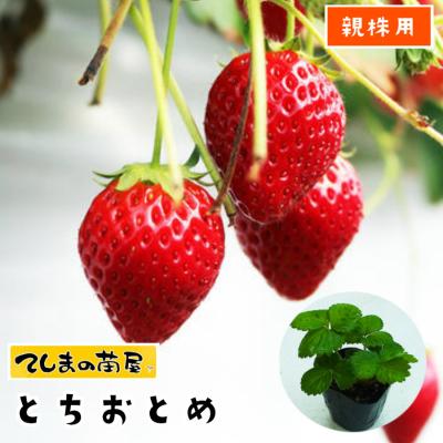 農家直送　とちおとめ　大粒いちご苗　100株セット とちおとめ 苗のおすすめ人気商品一覧 通販 - Yahoo!ショッピング