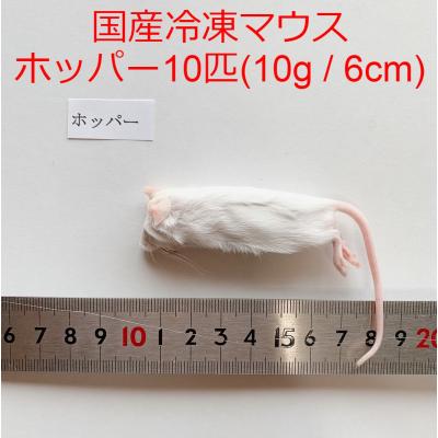 冷凍マウス 国産の商品一覧 通販 - Yahoo!ショッピング