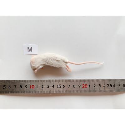 蛇 冷凍マウス（爬虫類、両生類のエサ）｜爬虫類、両生類用品 | ペット