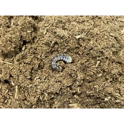 オオクワガタ幼虫(クワガタ)の商品一覧|昆虫生体|昆虫用品 オオクワガタ幼虫(クワガタ)の商品一覧|昆虫生体|昆虫用品