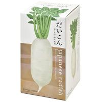 聖新陶芸 おうちで根菜栽培セット だいこん | TM Shop