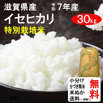 近江米コシヒカリ 30Kgのおすすめ人気商品一覧 通販 - Yahoo!ショッピング