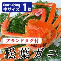 山陰境港産 松葉がに（松葉ガニ）600〜690g（中サイズ）×1枚 未冷凍 お歳暮ギフト 送料無料（北海道・沖縄を除く） 