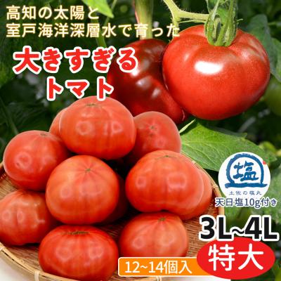 西分直送 トマト 3Lサイズ 特大サイズ 3L 4L 大きすぎるトマト 西分直送 トマト 3Lサイズ 特大サイズ 3L 4L 大きすぎるトマト