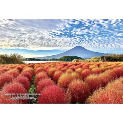 未開封 パズル 真如堂 / 善峯寺 / 富士山 富士山と忍野村 山梨 3つセット いきいきパズル 富士山と芝桜の郷（山梨）【通販限定
