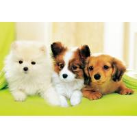 ジグソーパズル わん わん わんこ  300ピース  EPO-25-038 | 森のおもちゃ屋さん