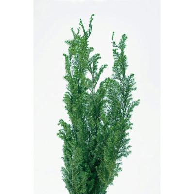 ヒムロスギのおすすめ人気商品一覧 通販 - Yahoo!ショッピング