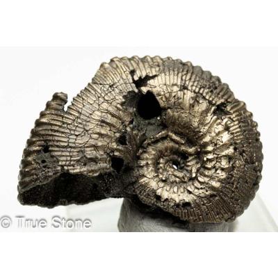 パイライト　アンモナイト　45mm　極美麗 パイライト アンモナイト 45mm 極美麗