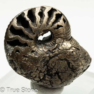 パイライト　アンモナイト　45mm　極美麗 True Stone - パイライト アンモナイト｜Yahoo!ショッピング