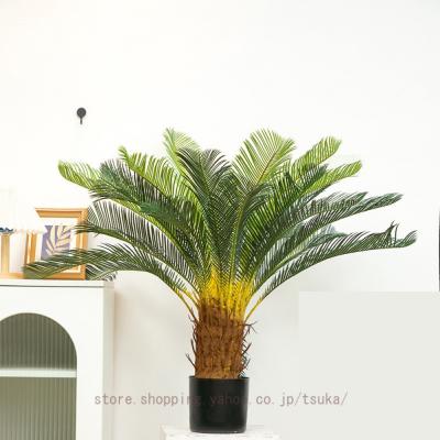 ソテツの木のおすすめ人気ランキングTOP100 - Yahoo!ショッピング