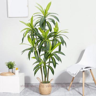 ドラセナ 観葉植物 屋外の商品一覧 通販 - Yahoo!ショッピング
