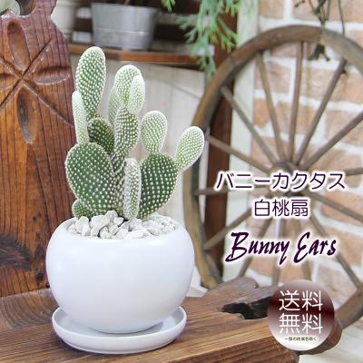 フラワーポケット 塚口ガーデン - コロッと白く丸い陶器鉢