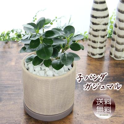 フラワーポケット 塚口ガーデン - グリーンインテリア観葉植物｜Yahoo