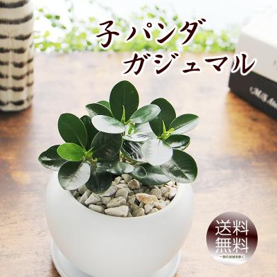 パンダガジュマルの商品一覧 通販 - Yahoo!ショッピング パンダガジュマルの商品一覧 通販 - Yahoo!ショッピング