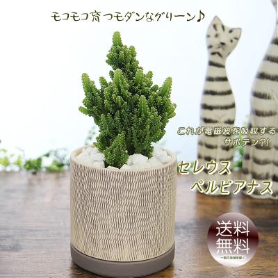 電磁波吸収 植物のおすすめ人気商品一覧 通販 - Yahoo!ショッピング