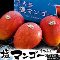 マンゴー ギフト お中元 贈り物 沖縄県 宮古島産 塩マンゴー 化粧箱 約1kg（2〜3玉) 送料無料 