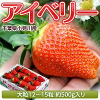 いちご イチゴ 苺 千葉県産 アイベリー 12〜15粒 約500g ※冷蔵 送料無料 