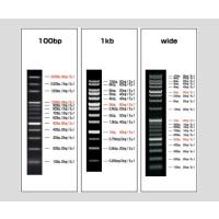 ビオラモDNAラダーマーカー（100〜3000bp/1本入） ビオラモ（アズワン） aso 2-9883-01 病院・研究用品 | ドクタープライム