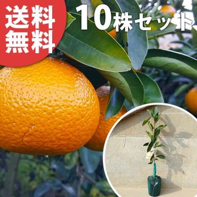 スイートスプリング 柑橘苗のおすすめ人気商品一覧 通販 - Yahoo