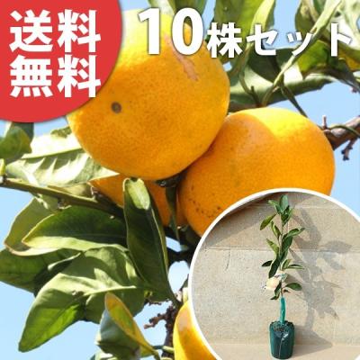 興津早生みかん（果樹の苗、苗木）｜苗木、植木 | 花、ガーデニング の