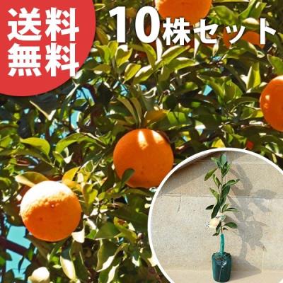 津之輝20㎏(家庭用)　ハピハピ#1 楽天市場】津之輝の通販