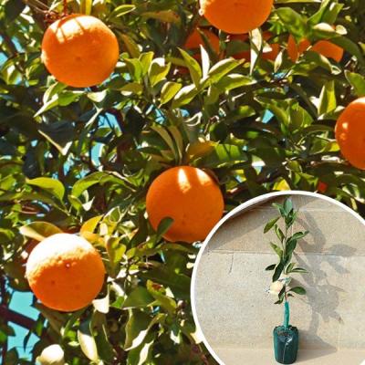 津之輝のおすすめ人気商品一覧 通販 - Yahoo!ショッピング