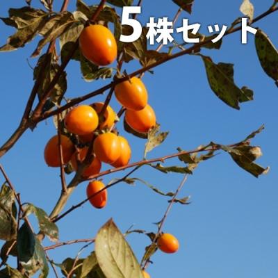 愛宕柿 苗木のおすすめ人気商品一覧 通販 - Yahoo!ショッピング