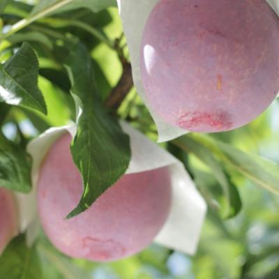 貴陽のおすすめ人気商品一覧 通販 - Yahoo!ショッピング