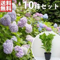 アジサイ（10本セット） 樹高0.3m前後 15cmポット 造園用 あじさい 紫陽花 西洋アジサイ 苗木 植木 苗 庭木 生け垣 送料込み 