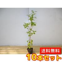 トキワマンサク（青葉白花） 樹高1.2m前後 18cmポット （5本セット 