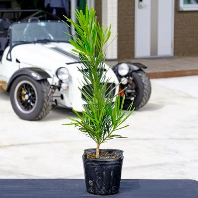 ラカンマキ(苗木、植木)の商品一覧 | 花、ガーデニング 通販 ラカンマキ(苗木、植木)の商品一覧 | 花、ガーデニング 通販