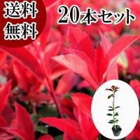 花と緑スーパーSEVEN