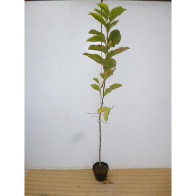 コブシの苗木 コブシ 0.3m 10.5cmポット 20本 苗 コブシ 0.3m 10.5cmポット 20本 苗