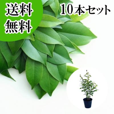 榊 苗木（常緑樹の植木、庭木）｜苗木、植木 | 花、ガーデニング の