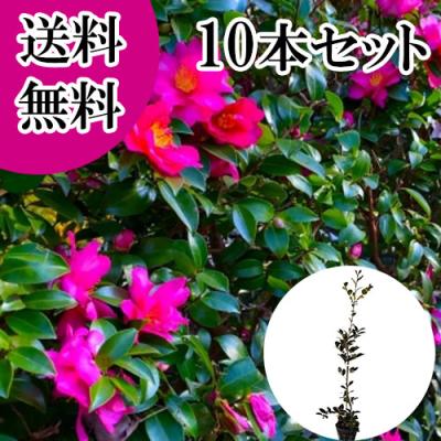 サザンカ　山茶花　盆栽　13号　特大❗ サザンカのおすすめ人気ランキングTOP100 - Yahoo!ショッピング