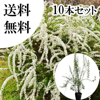 雪柳のおすすめ人気商品一覧 通販 - Yahoo!ショッピング
