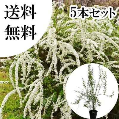 雪柳のおすすめ人気商品一覧 通販 - Yahoo!ショッピング