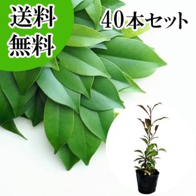 本榊（苗木、植木） | 花、ガーデニング の商品一覧 通販 - Yahoo