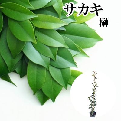 本榊（苗木、植木） | 花、ガーデニング のおすすめ人気商品一覧 通販