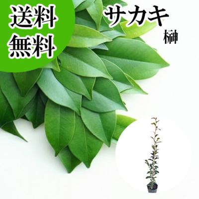 本榊（苗木、植木） | 花、ガーデニング のおすすめ人気商品一覧 通販