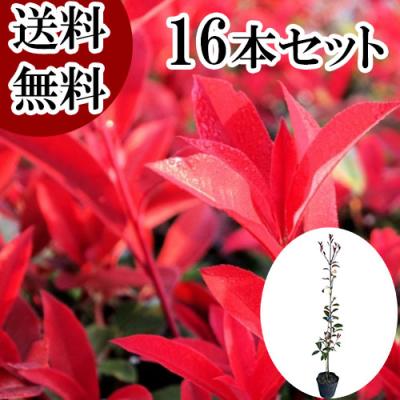 レッドロビンのおすすめ人気商品一覧 通販 - Yahoo!ショッピング