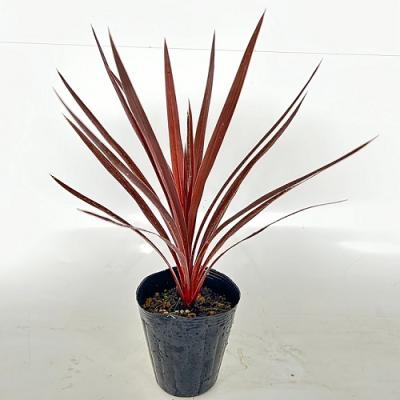 コルジリネ レッドスターのおすすめ人気ランキングTOP78 - Yahoo