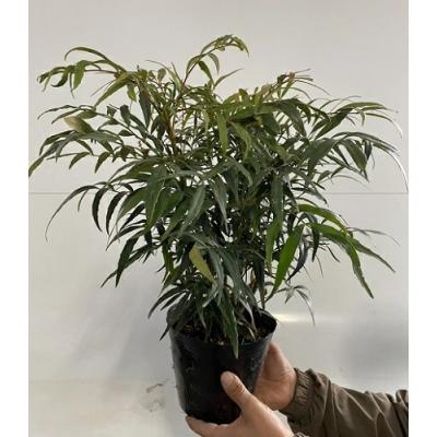 マホニアコンフューサのおすすめ人気商品一覧 通販 - Yahoo