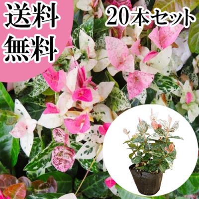 ハツユキカズラのおすすめ人気商品一覧 通販 - Yahoo!ショッピング